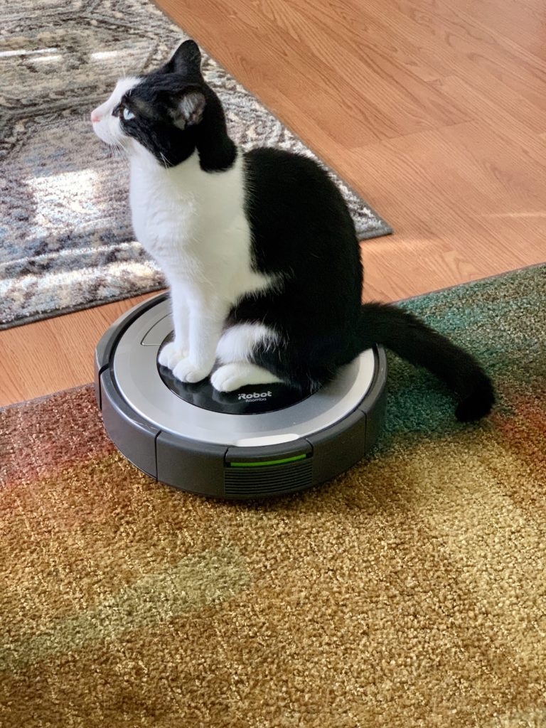 cat in roomba