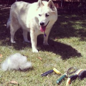 dog shedding